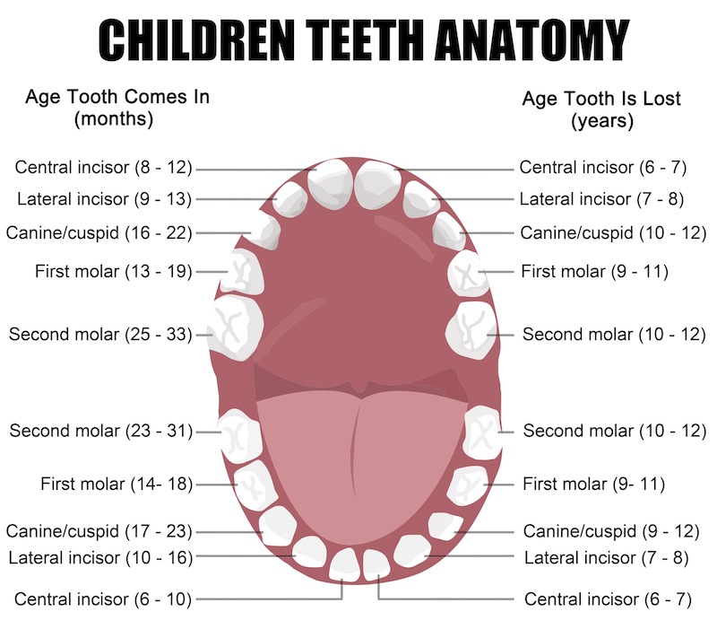 Childhood Teeth