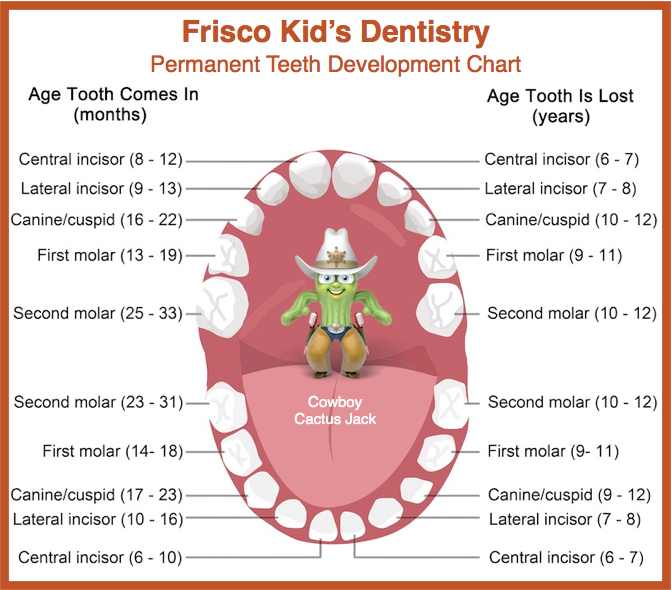 Permanent Tooth Development Chart